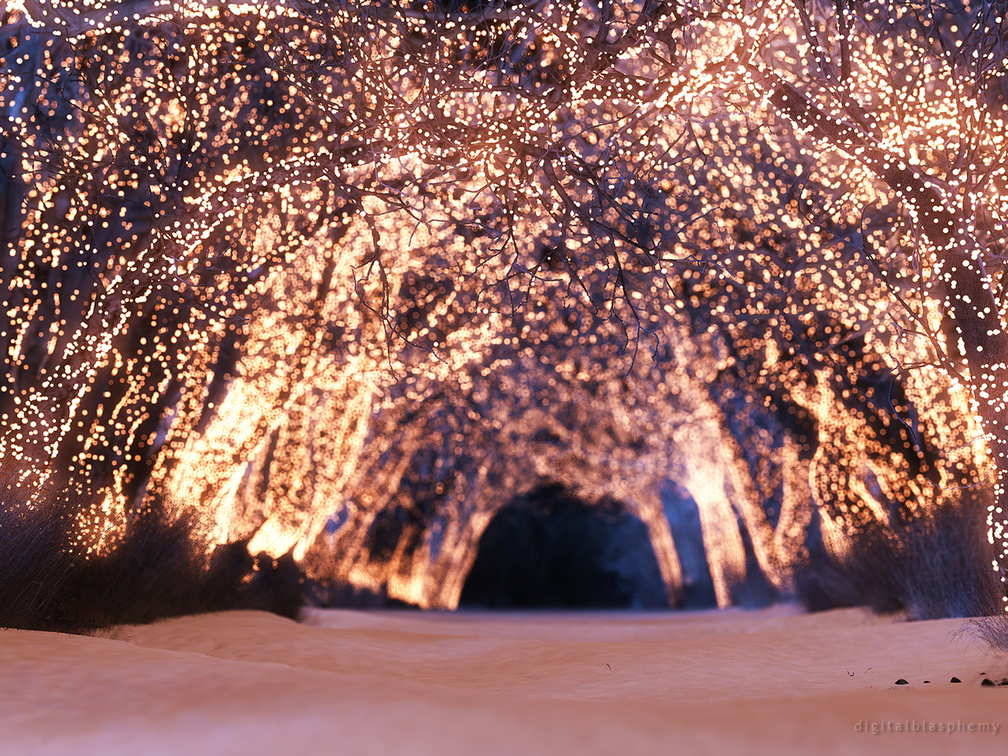 Lighted Winter Trees