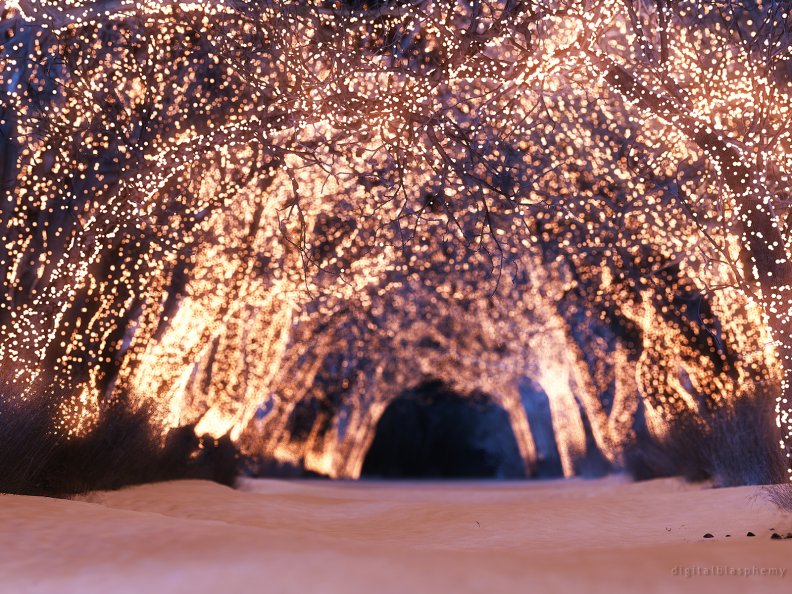 lighted_winter_trees.jpg