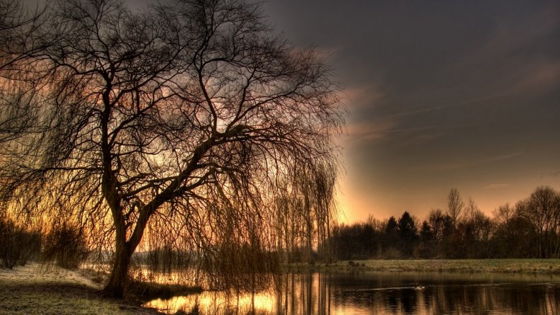 beautiful_tree_in_morning_light.jpg