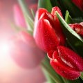 * Tulips *