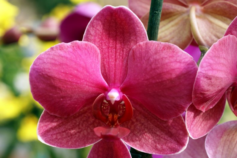 Lovely Purple Orchid