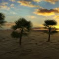 Desert Palms at Sunset