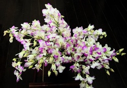 Bouquet of orchid