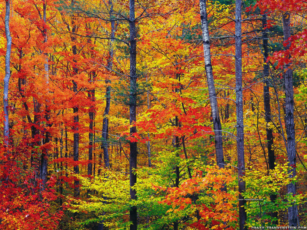 New Hampshire Forest in Autumn