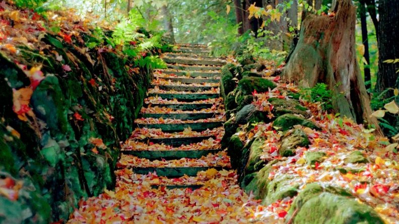 steps_with_autumn_leaves.jpg