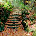 Steps with autumn leaves