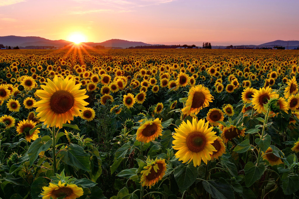 Sunflower sunset