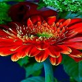 The beauty of red flower