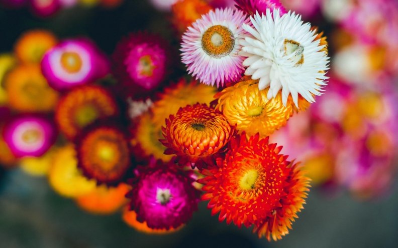 colorful_flowers.jpg