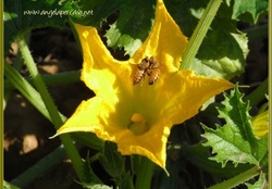 scontro api su fiore di zucca