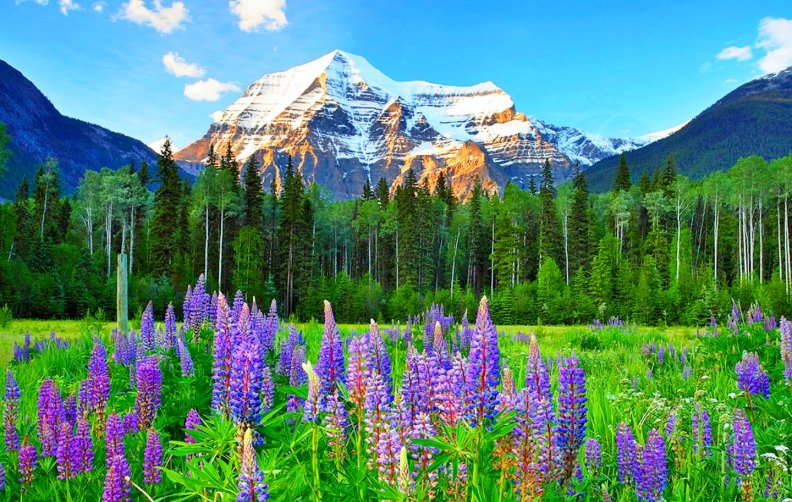 canadian_rockies_wildflowers.jpg