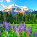 Canadian Rockies Wildflowers