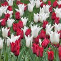 Row upon row of tulips
