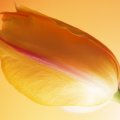 Single Yellow Tulip