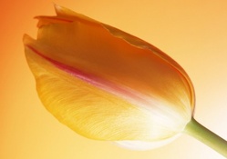 Single Yellow Tulip
