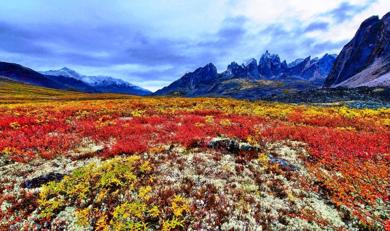 Fall Colors On The Tundra, Yukon
