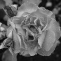 Rose after a brief rain shower