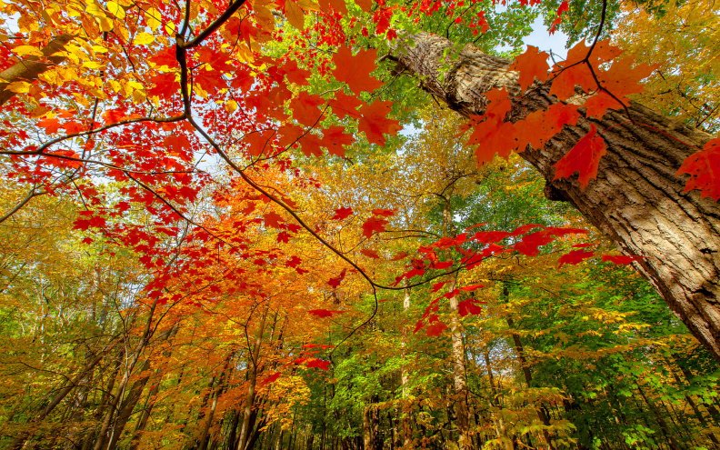 autumn_branches.jpg
