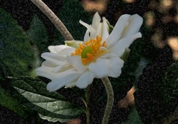 anemone giapponese