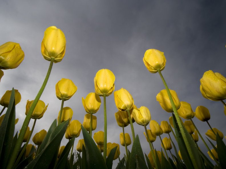 yellow_tulips_low_angle.jpg