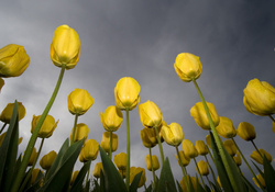 Yellow tulips, low angle