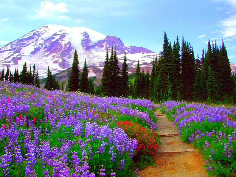 wildflower_path.jpg