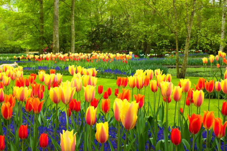 holland_tulips.jpg
