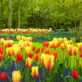 Holland tulips