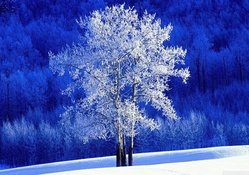 Winter in Blue