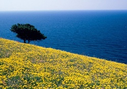 Mountain Flower Field and Ocean in Greece