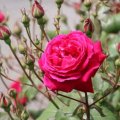 Rose and Buds