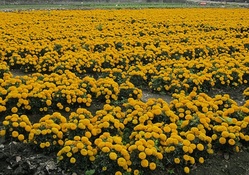 Flower fields