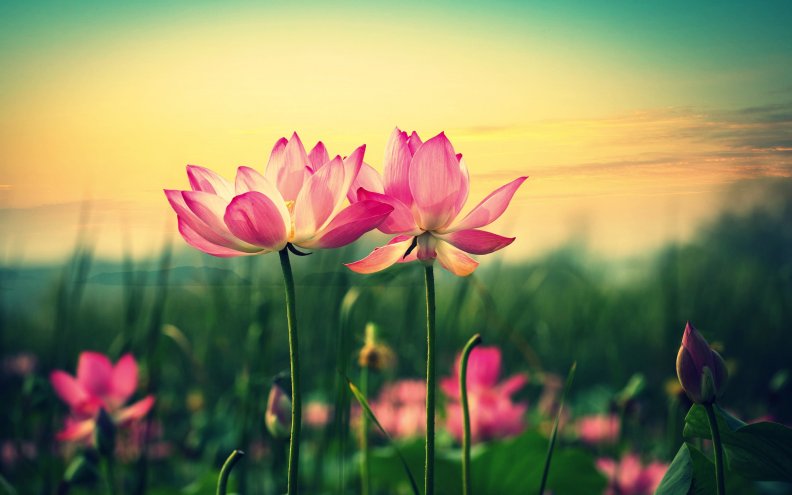 pretty_pink_lilies.jpg