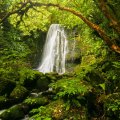 Lovely Forest Waterfall