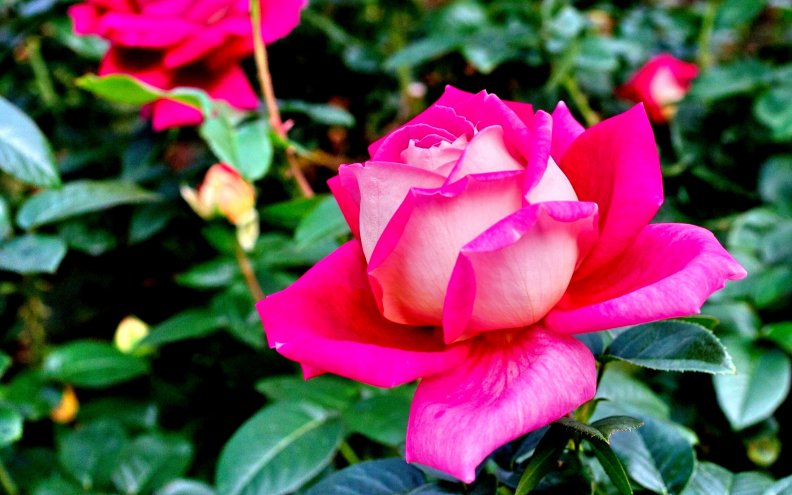 pretty_pink_rose_beauty.jpg