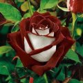 Fantastic Rose and Buds