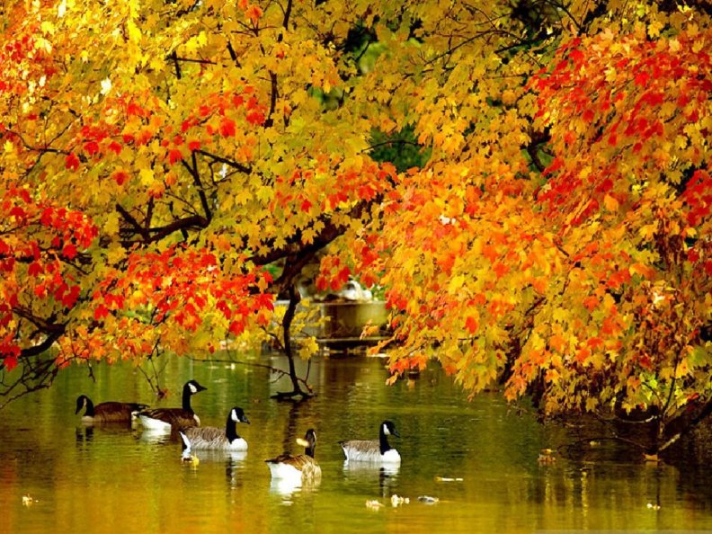 Autumn Lake Ducks