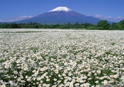 Field of Daisies