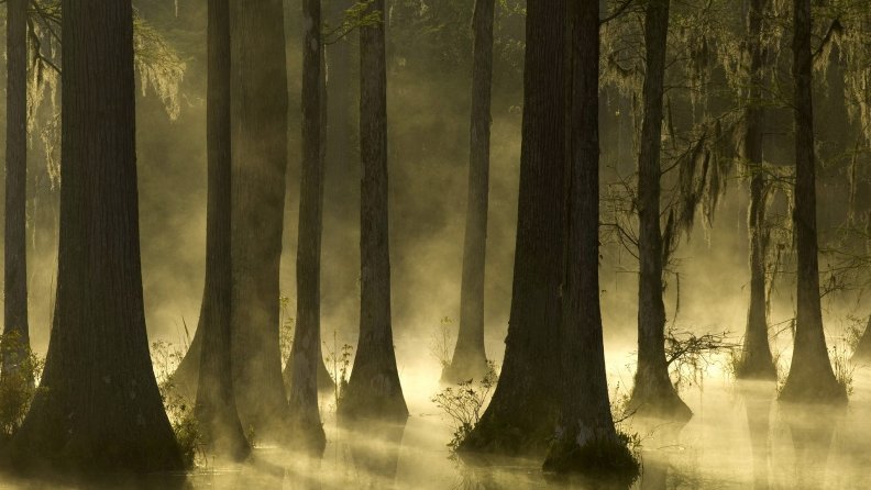cypress_mist_sunrise_trees.jpg