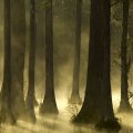 Cypress Mist Sunrise Trees