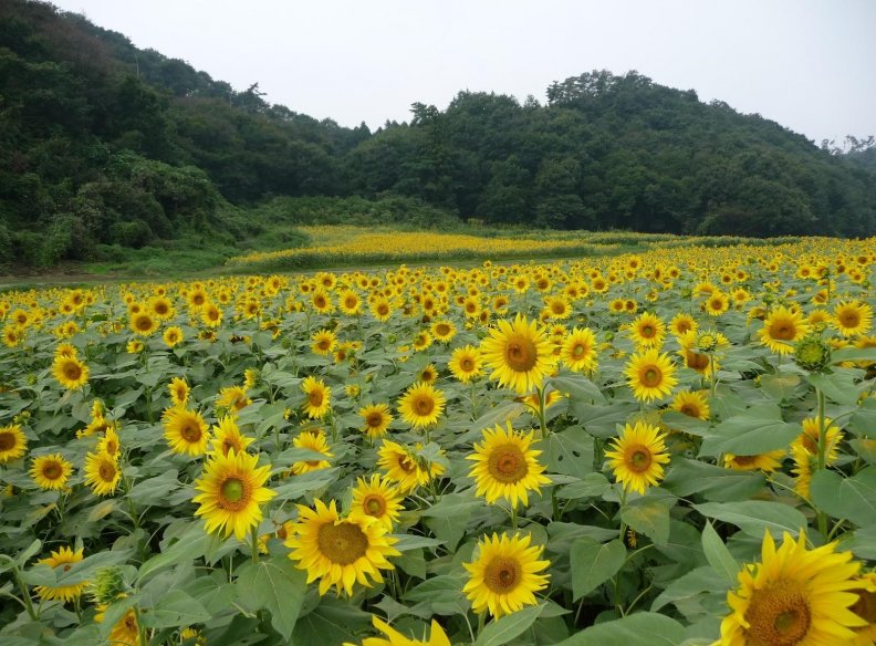 sunflower_field.jpg