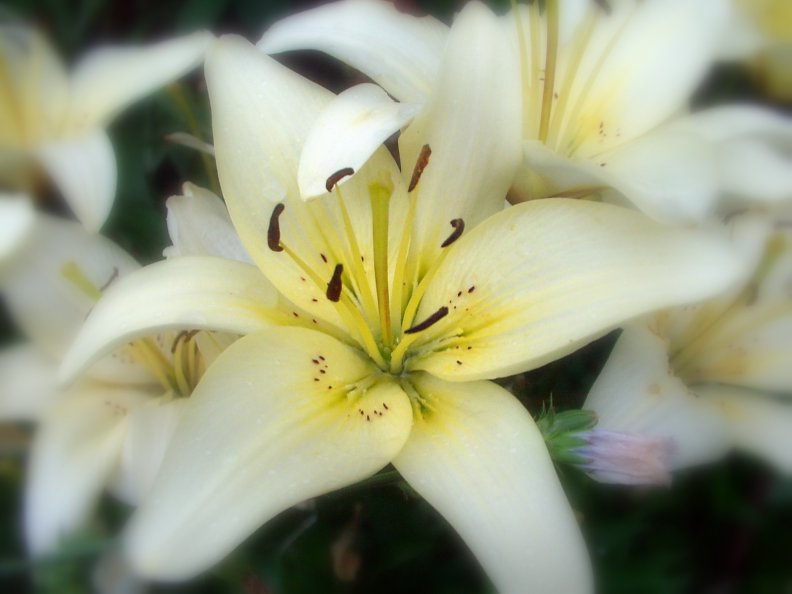 white_lilies.jpg