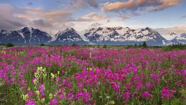 Field of Wild Flowers in British Columbia, Canada