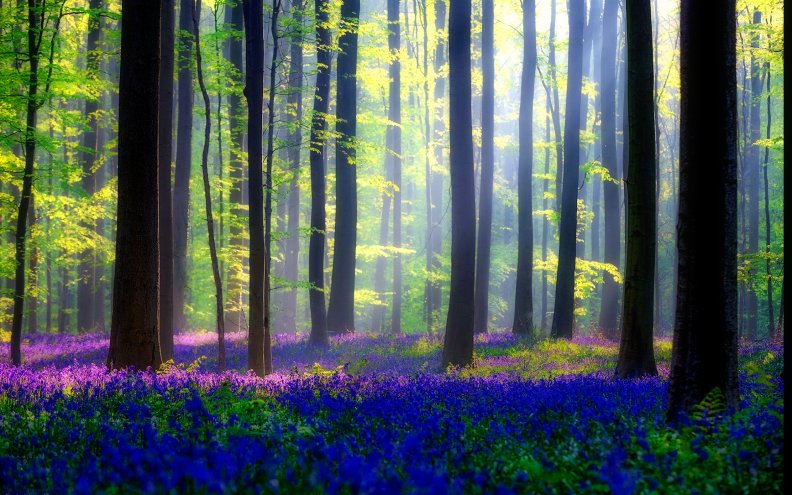 Bluebells forest