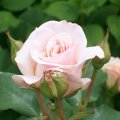 A  very soft pink rose