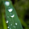 raindrops_v.jpg