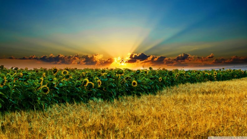 amazing_sunflowers.jpg