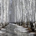 melting path in a birch forest