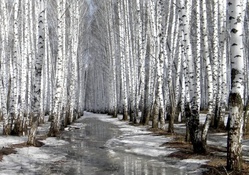melting path in a birch forest