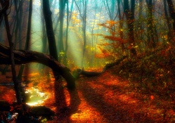 Dreamy Forest